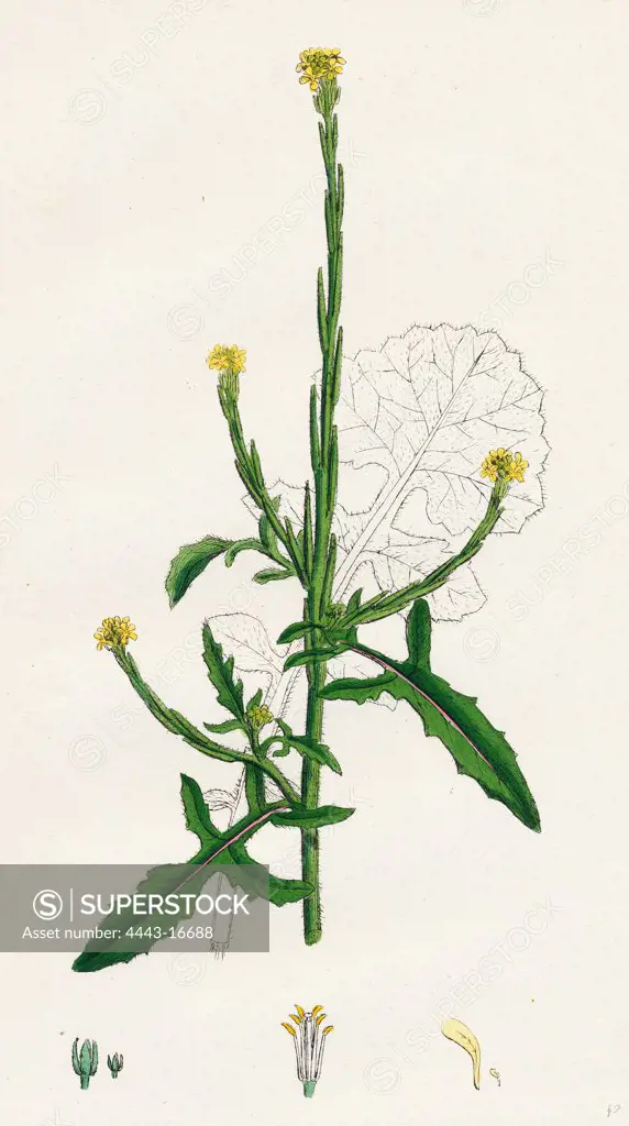 Sisymbrium officinale; Common Hedge-mustard