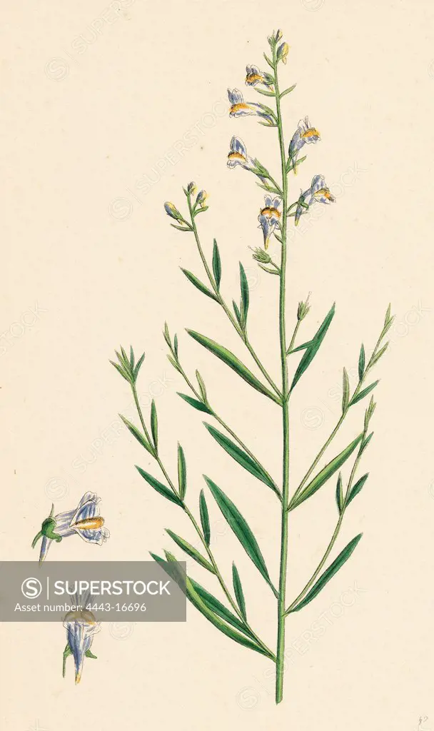 Linaria vulgari repens; Hybrid between Yellow and Striped Toadflax
