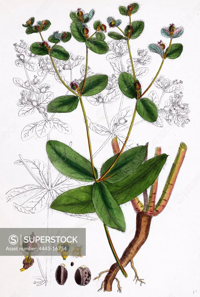 Euphorbia coralloides; Coral Spurge