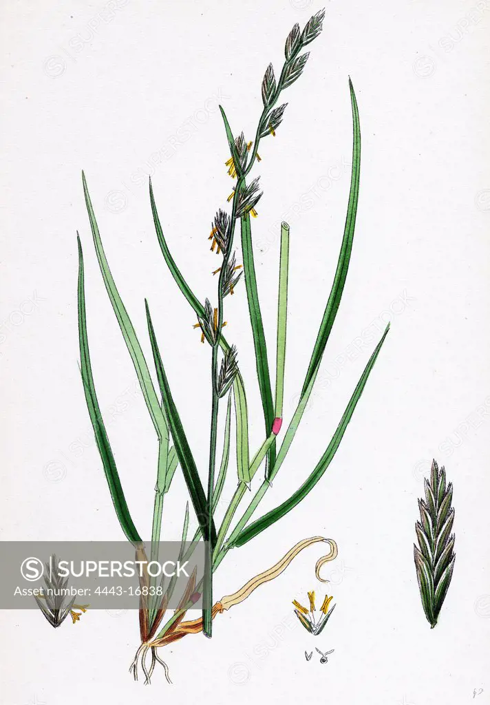 Lolium eu-perenne; Common Rye-grass