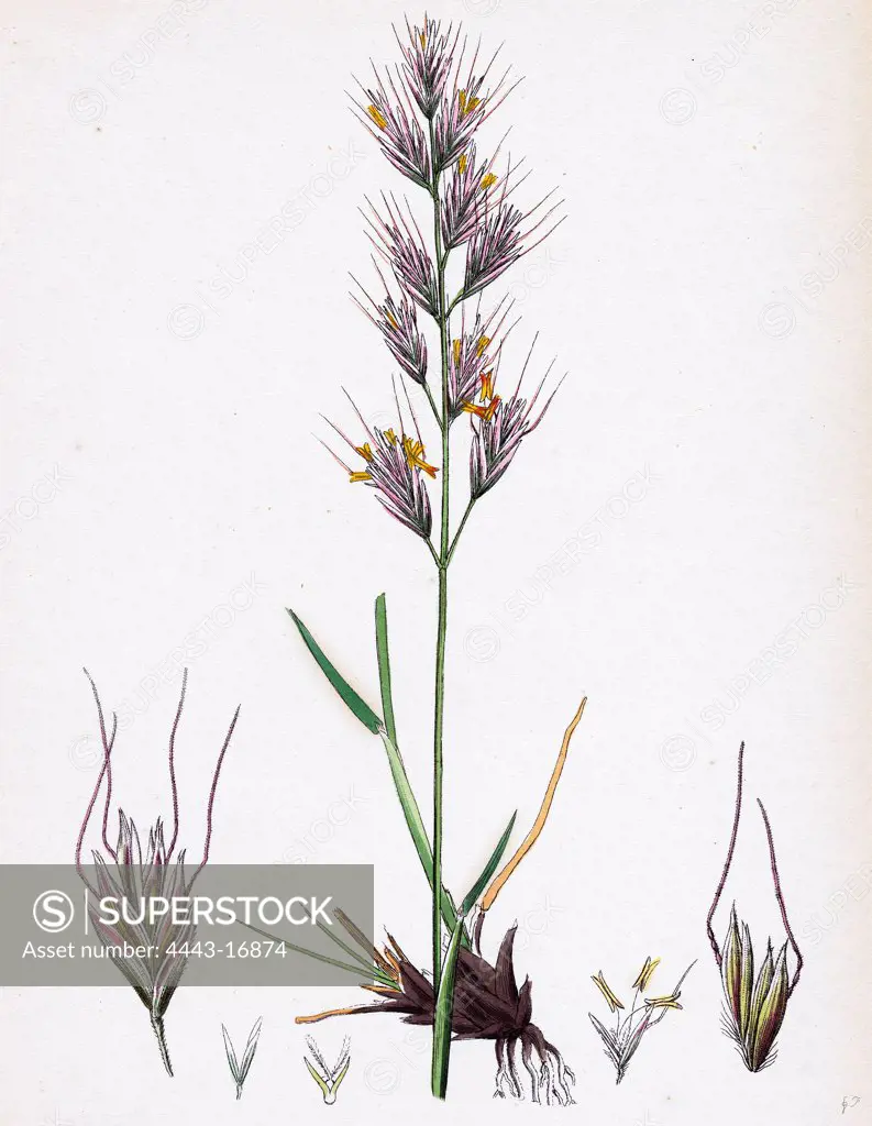Avena pratensis, var. genuina; Glabrous Oat-grass, var. a.