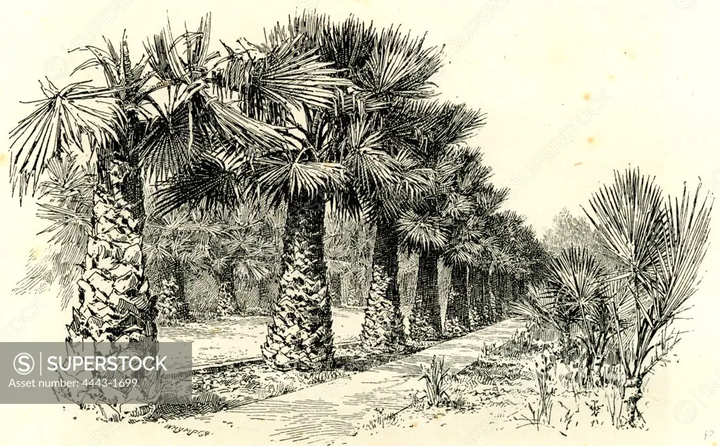A Palm Grove in Southern California, 1891, USA