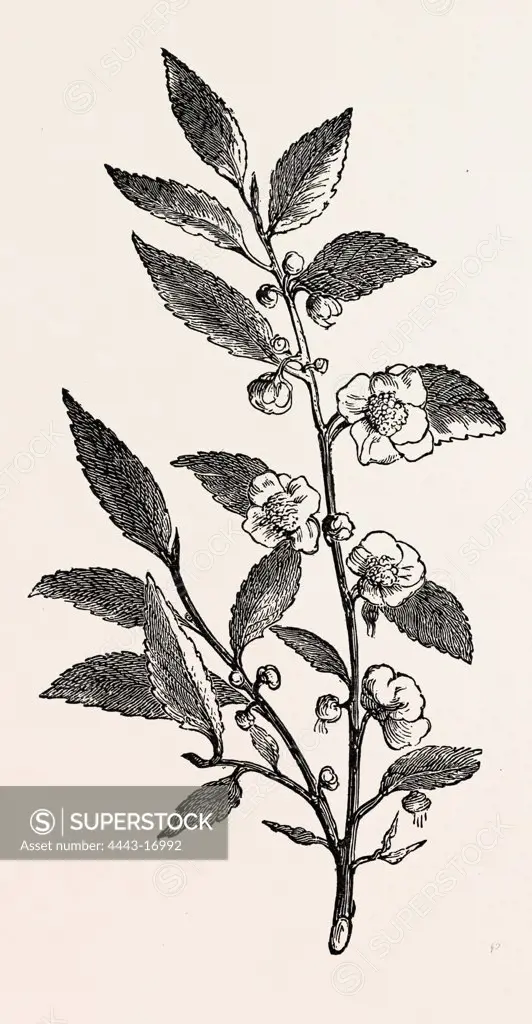 TEA PLANT (Thea viridis)