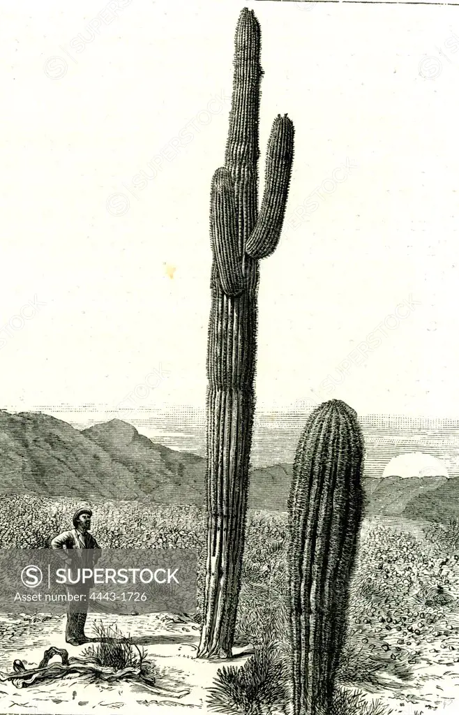 Giant Cactus, Arizona, 1891, USA