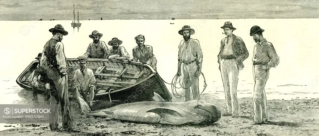 Caribbean Sea, 1885, Shark Fishing, Fish
