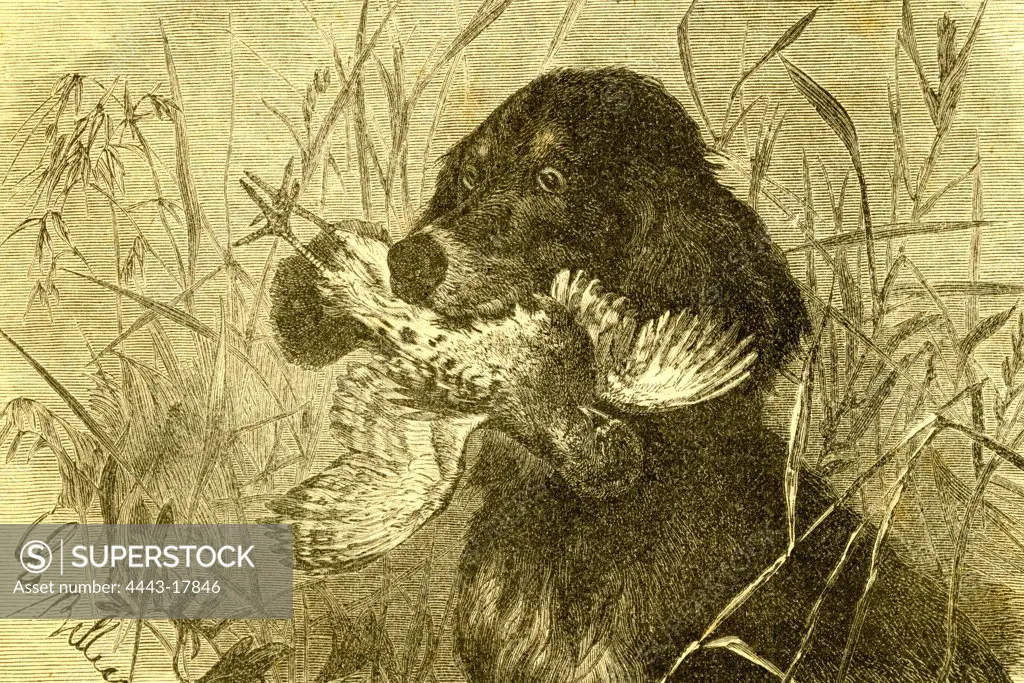 Dog, Bird, Hunt, 1891, Austria