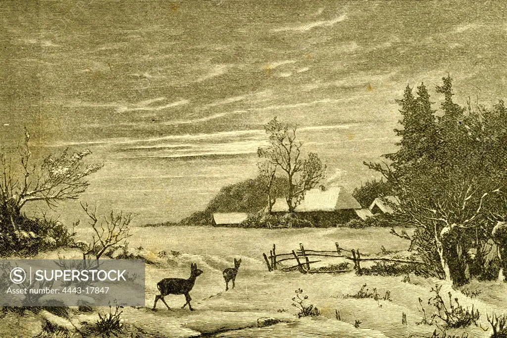Winter Time, Deer, Austria, 1891