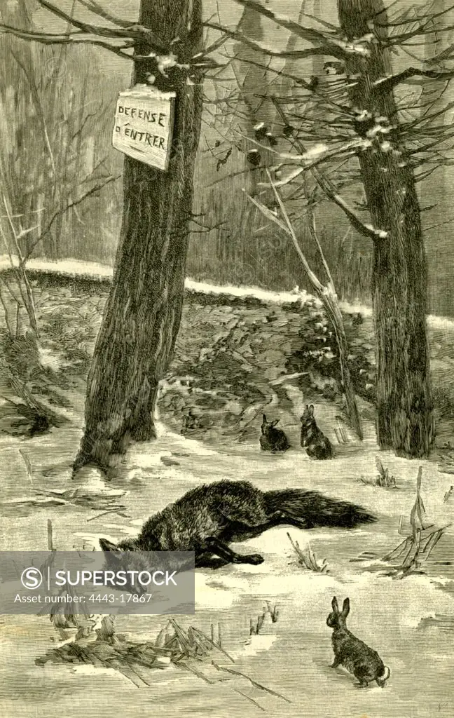 Hunting, Fox, Austria 1891