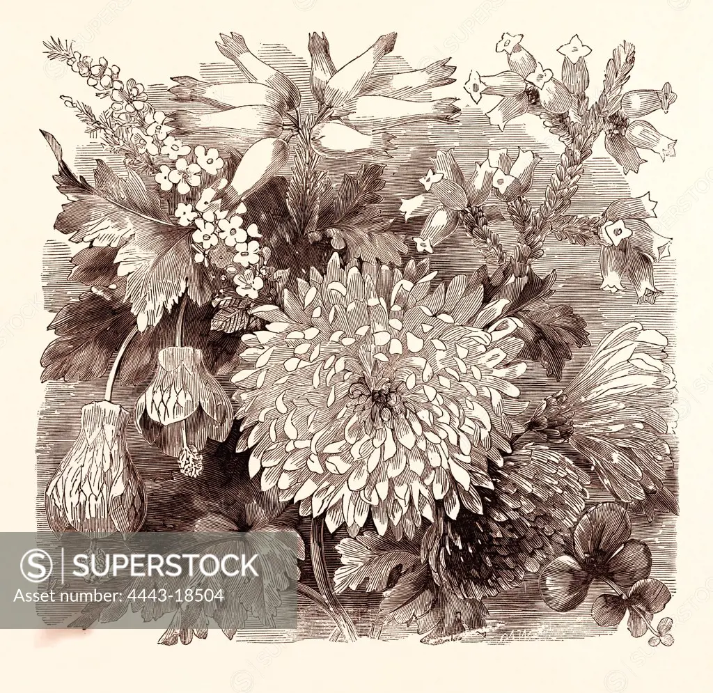 NOVEMBER. Babingtonia Camphorosma. Abutilon striatum. Erica imperialis. Chrysanthemum Sinense. Erica Burnelli. Sedum Sieboldii