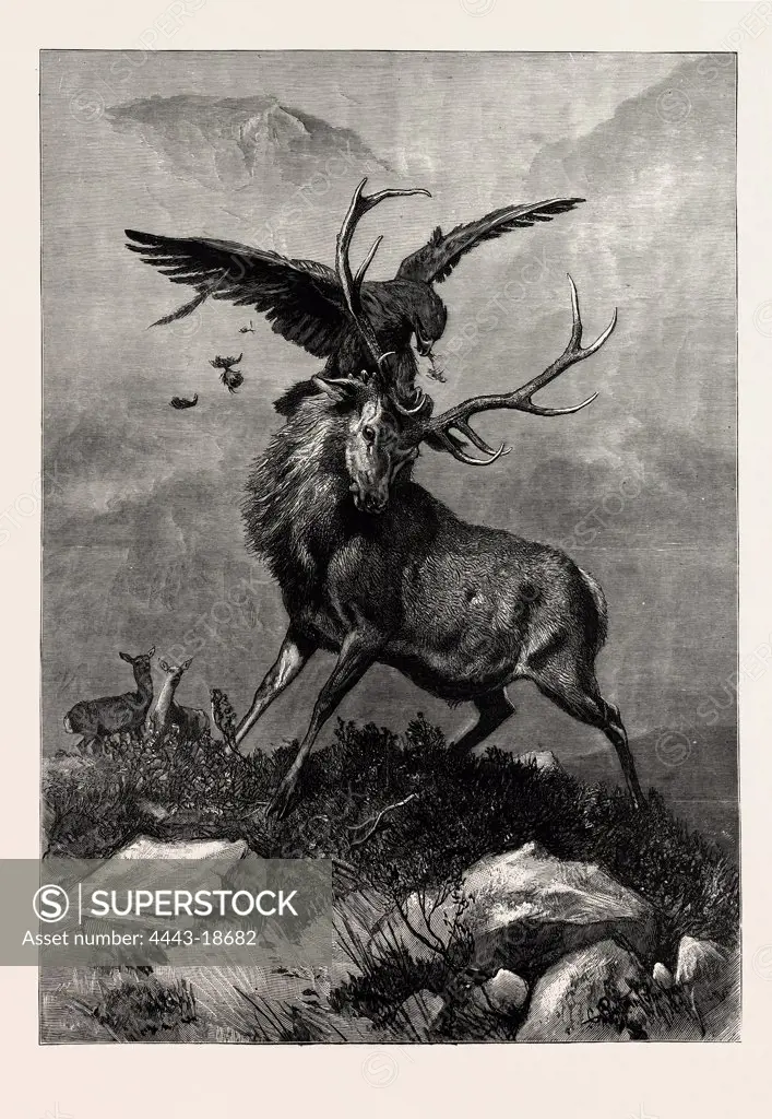 A ROYAL DUEL BETWEEN A STAG AND AN EAGLE