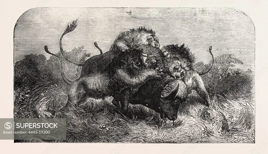 DR. LIVINGSTONE'S MISSIONARY TRAVELS AND RESEARCHERS IN SOUTH AFRICA: THREE LIONS ATTEMPTING TO DRAG DOWN A BUFFALO, AS SEEN BY MR. OSWELL AND MAJOR VARDON, 1857