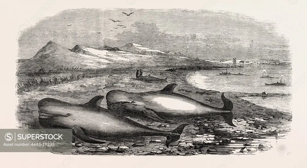 SHOAL OF WHALES IN THE SOLWAY FIRTH, 1855