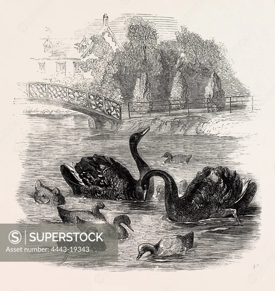 BLACK SWANS AND THEIR YOUNG, AT CULVERS, SURREY, THE SEAT OF S. GURNEY, ESQ., MP. 1859