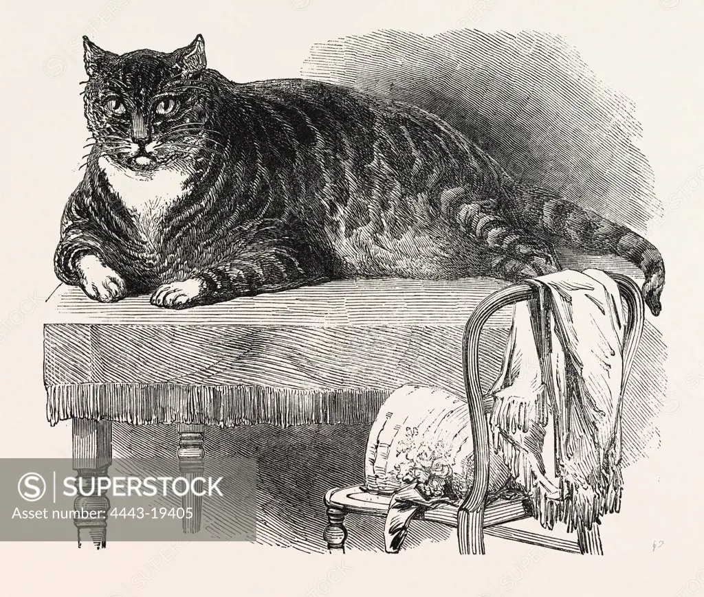 LARGE CAT, 1850. This noble specimen of the Cat is domesticated at No. 175, Oxford Street, London. He is a beautifully marked Tabby, and is very docile. He weighs 25.75 lb.; and measures 27 inches round the body, and 36.5 inches from the tip of the tail to the end of the nose; height, 11.5 inches to the top of the shoulders.