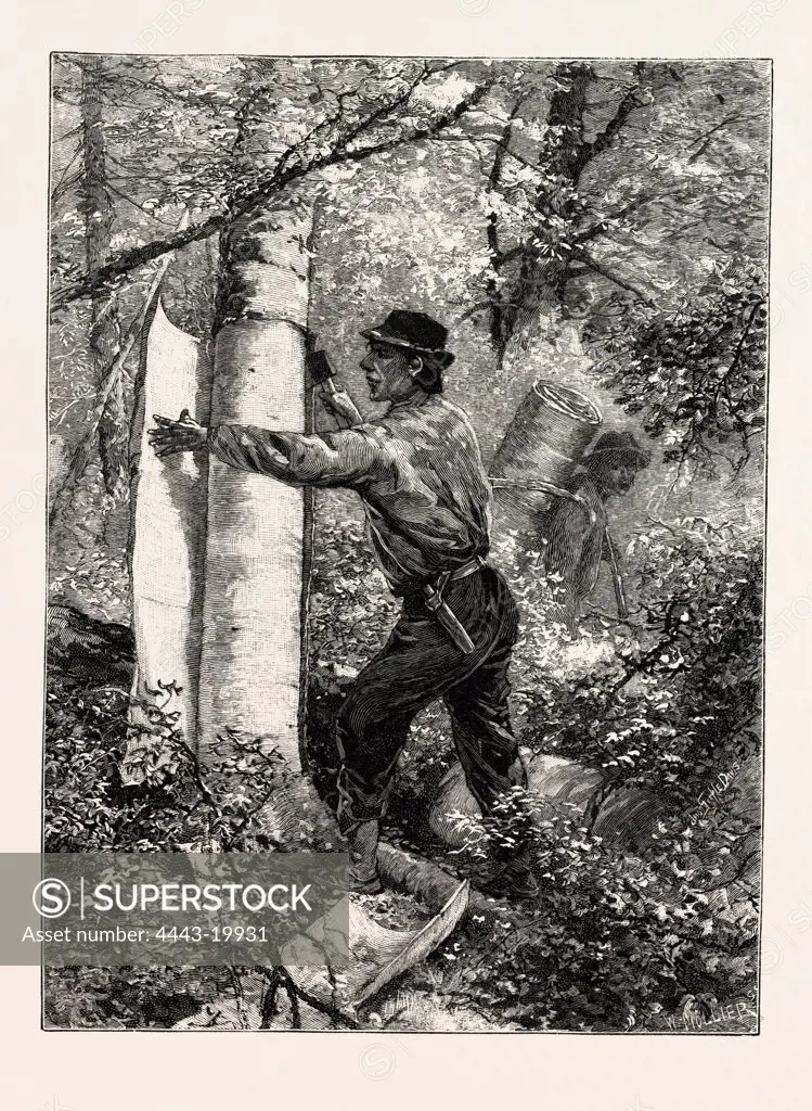 NEW BRUNSWICK, STRIPPING OR BARKING A TREE FOR TORCHES, CANADA, NINETEENTH CENTURY ENGRAVING