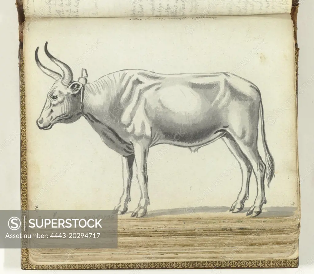 South African ox, Jan Brandes, 1786