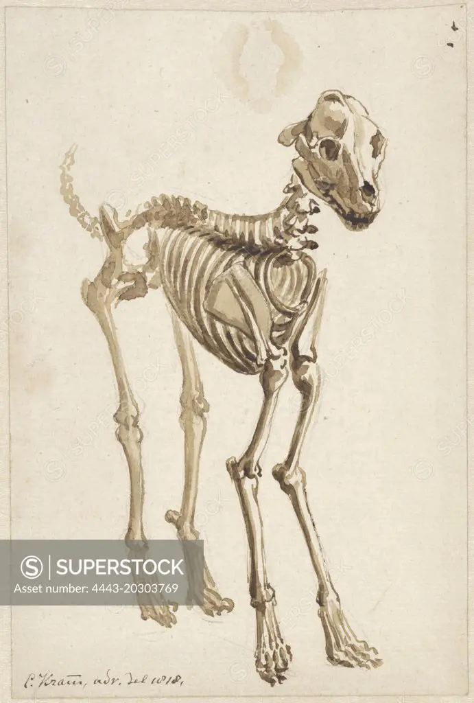 The skeleton of a dog, offset frontal, Christiaan Kramm, 1818