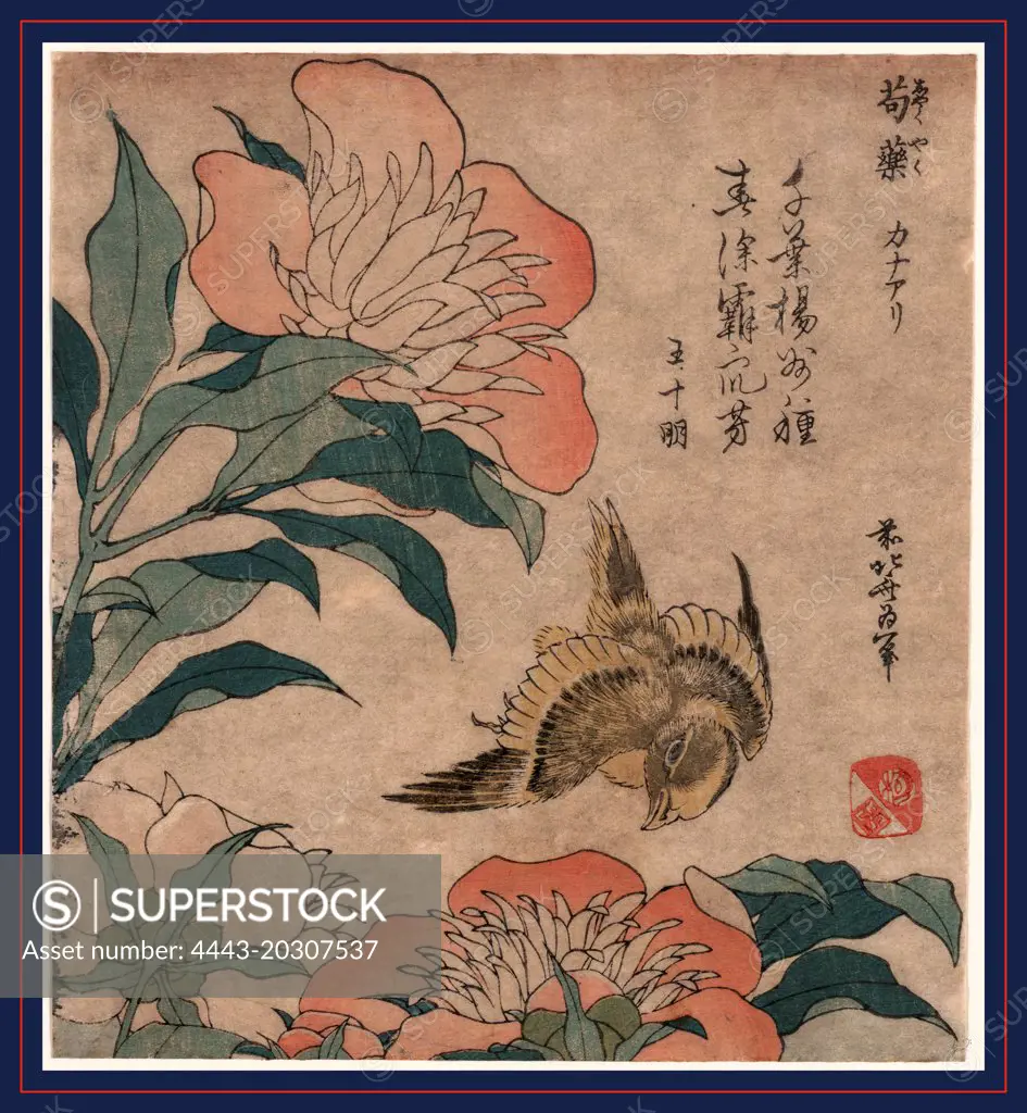 Shakuyaku kana ari, Peony and canary., Katsushika, Hokusai, 1760-1849, artist, 1833 or 1834, 1 print : woodcut, color ; 19.2 x 17.4 cm.
