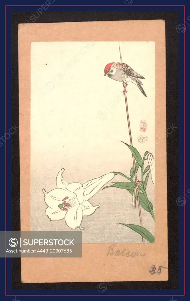 Yuri ni shokin, Small bird on lily plant., Baison, active 1890-1893, artist, between 1890 and 1920, 1 print : woodcut, color ; 13.8 x 8.5 cm., Print shows a small red-capped bird perched on a bamboo stake supporting a lily plant.