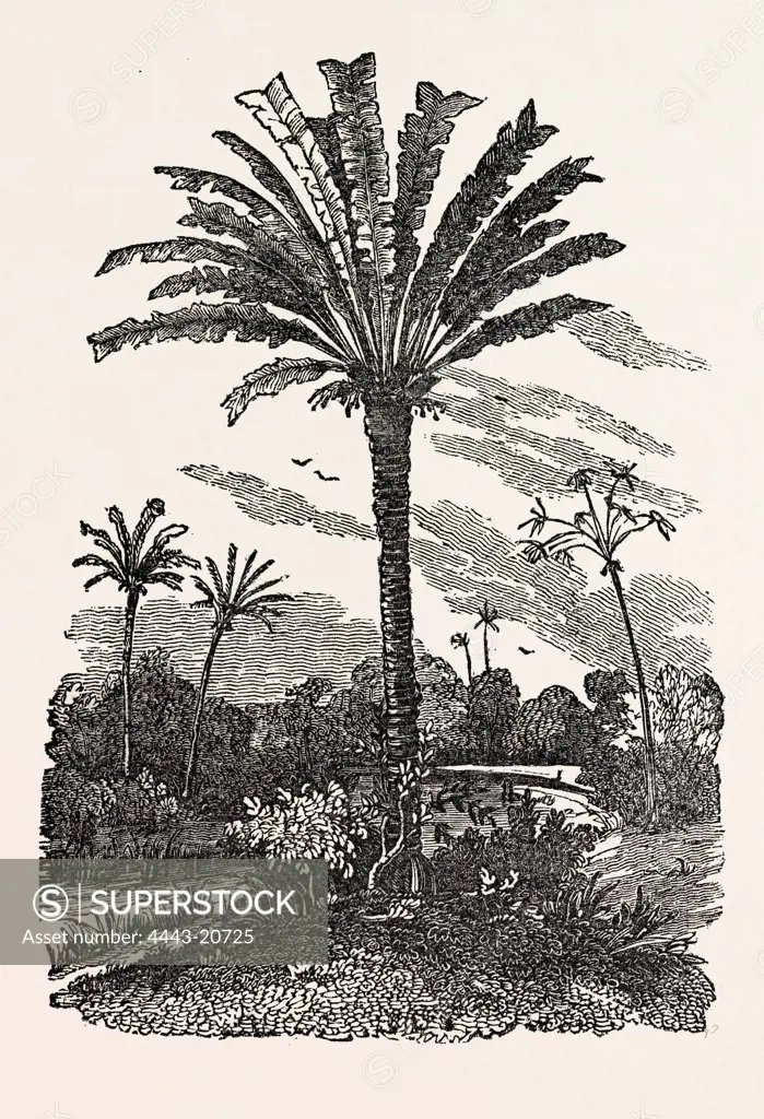 THE FAN-PALM, fan palm