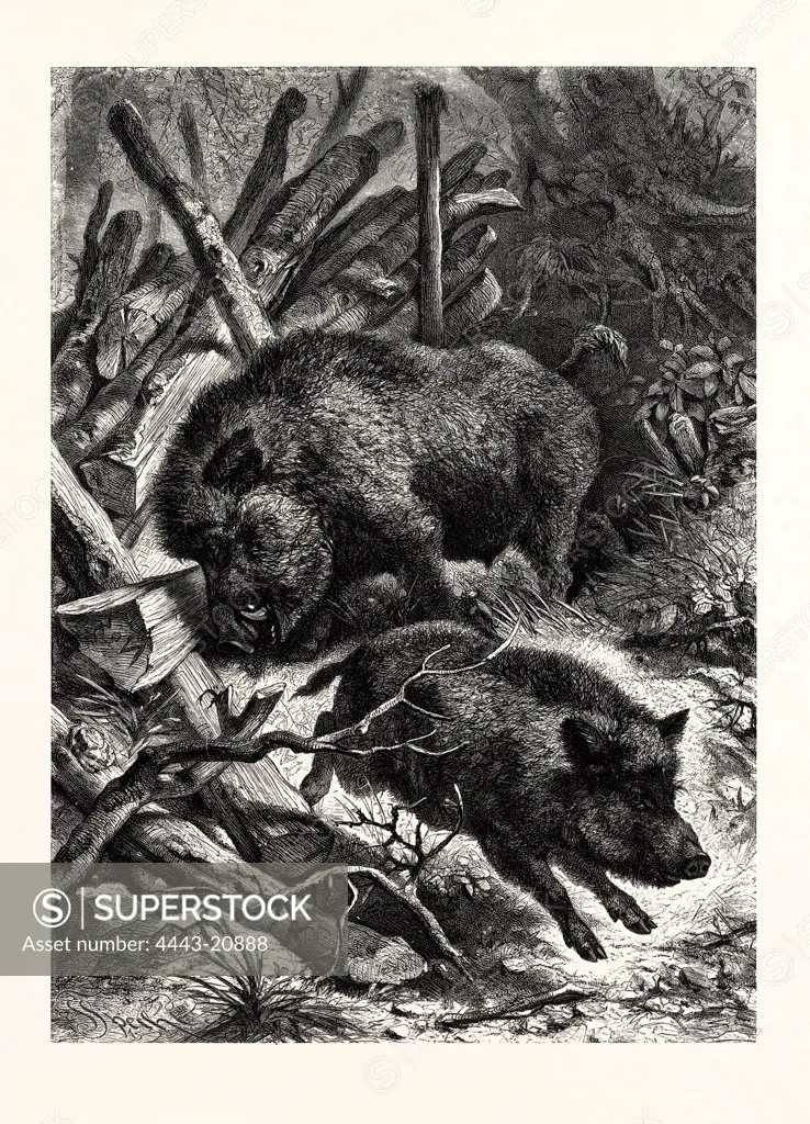 WILD BOARS. AFTER SPECHT. Wild boar (Sus scrofa), also known as wild pig, is a species of the pig genus Sus, part of the biological family Suidae. The species includes many subspecies. It is the wild ancestor of the domestic pig, an animal with which it freely hybridises.