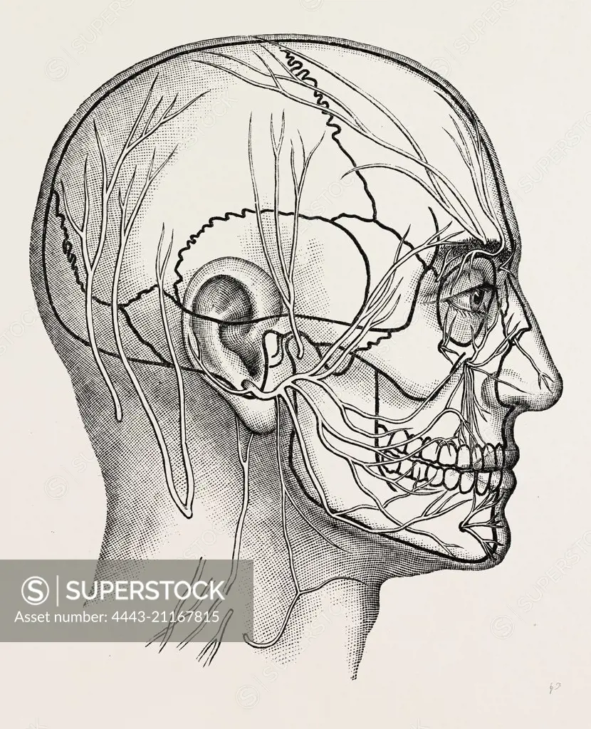 the nerves of the face and of the side of the head, medical equipment, surgical instrument, history of medicine