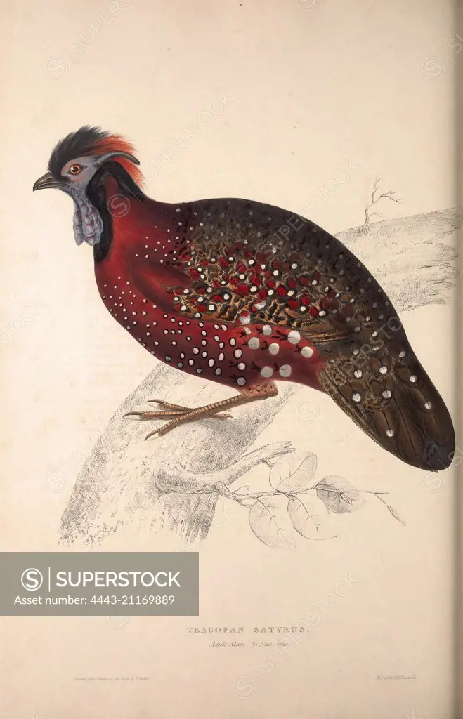 Tragopan Satyrus, Crimson Horned Pheasant, is a pheasant found in the Himalayan reaches of India, Tibet, Nepal and Bhutan. Birds from the Himalaya Mountains, engraving 1831 by Elizabeth Gould and John Gould. John Gould was working as a taxidermist,he was known as the 'bird-stuffer', by the Zoological Society. Gould's fascination with birds from the east began in the late 1820s when a collection of birds from the Himalayan mountains arrived at the Society's museum and Gould conceived the idea of 