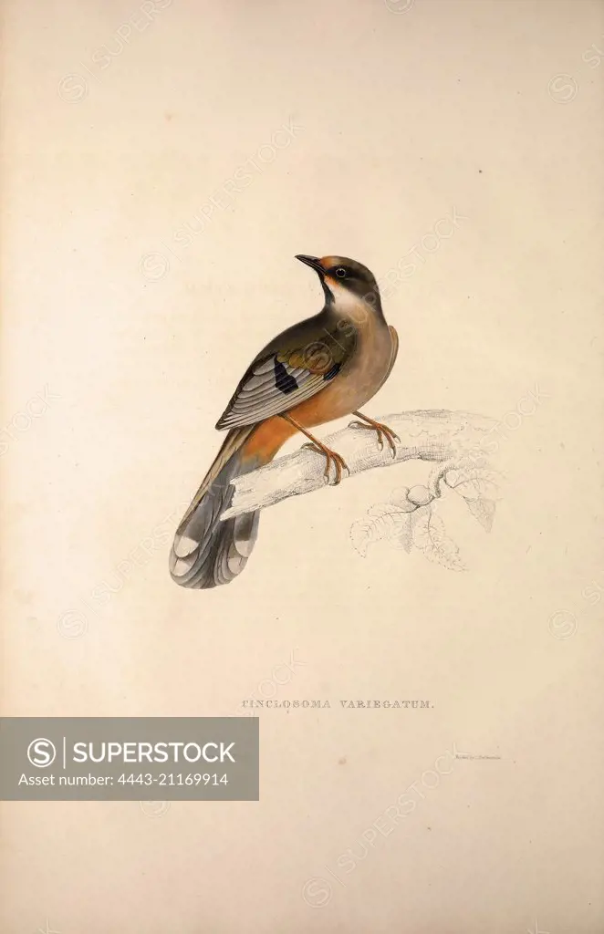 Cinclosoma Variegatum. Birds from the Himalaya Mountains, engraving 1831 by Elizabeth Gould and John Gould. John Gould was working as a taxidermist,he was known as the 'bird-stuffer', by the Zoological Society. Gould's fascination with birds from the east began in the late 1820s when a collection of birds from the Himalayan mountains arrived at the Society's museum and Gould conceived the idea of publishing a volume of imperial folio sized hand-coloured lithographs of the eighty species, with fi