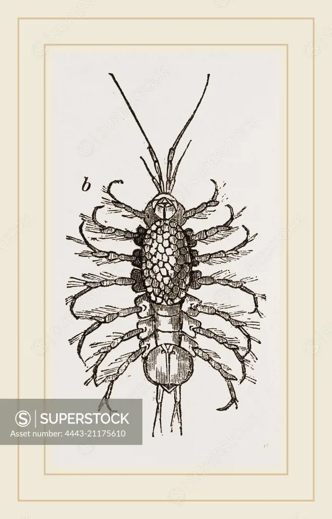 Asellus aquaticus. Asellus aquaticus' is a freshwater crustacean resembling a woodlouse. It is known by many common names including "waterlouse", "aquatic sowbug" and "water hoglouse".