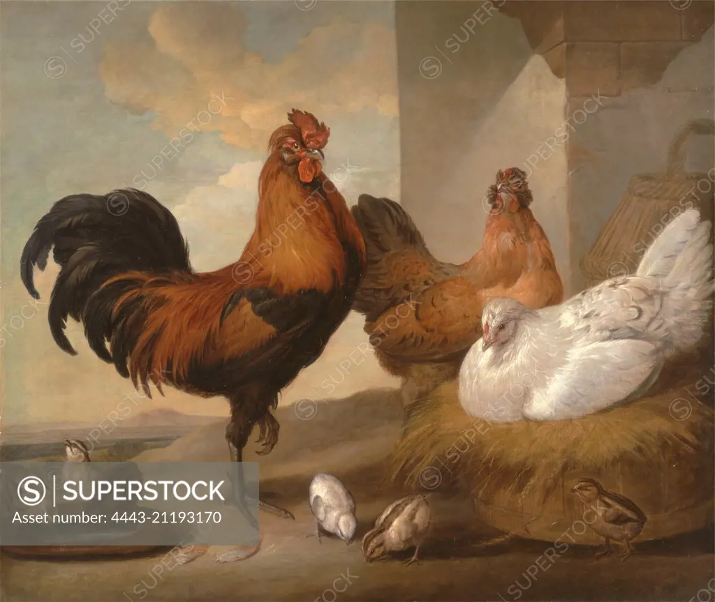 Domestic Cock, Hens, and Chicks Poultry Domestic Cock, Hens and Chickens Signed and dated in black paint, upper right: "F Barlow Pinxit | 1655", Francis Barlow, 1626-1702, British