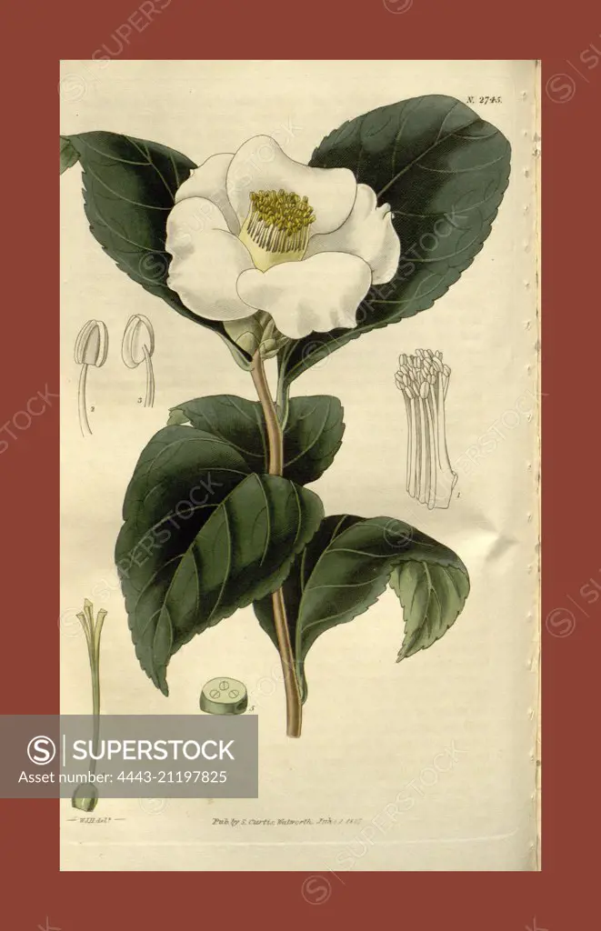 Botanical print by Sir William Jackson Hooker, FRS, 1785 - 1865, English botanical illustrator. He held the post of Regius Professor of Botany at Glasgow University, and was Director of the Royal Botanic Gardens, Kew. From the Liszt Masterpieces of Botanical Illustration Collection.