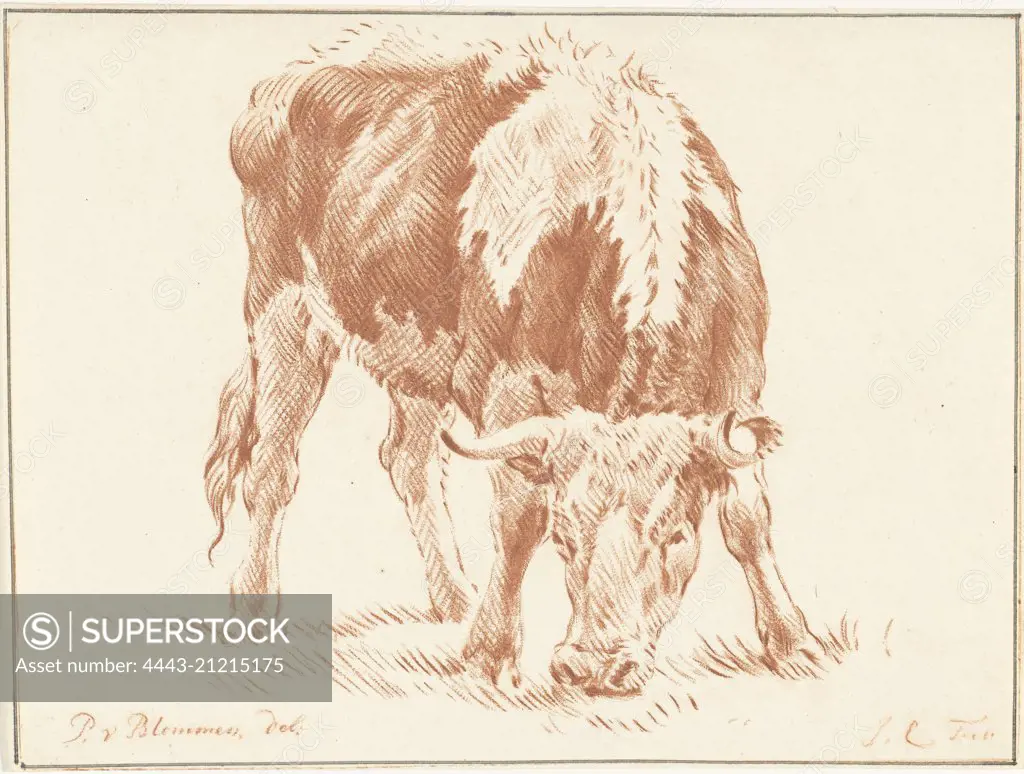 Grazing ox from the front, print maker: Jurriaan Cootwijck (mentioned on object), Dating 1724 - 1798