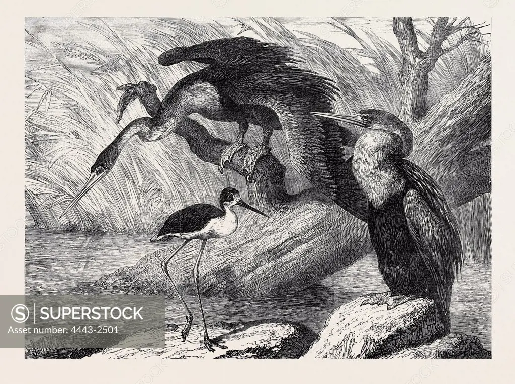 THE DARTER AND STILT PLOVER IN THE ZOOLOGICAL SOCIETY'S GARDENS, LONDON, 1873
