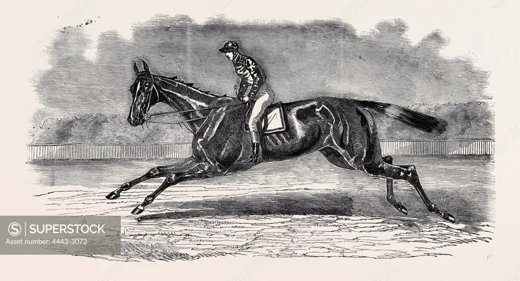 THE WINNER OF THE NEWMARKET JULY STAKES, LORD JOHN SCOTT'S B.C. 'BROTHER TO ELTHIRON''