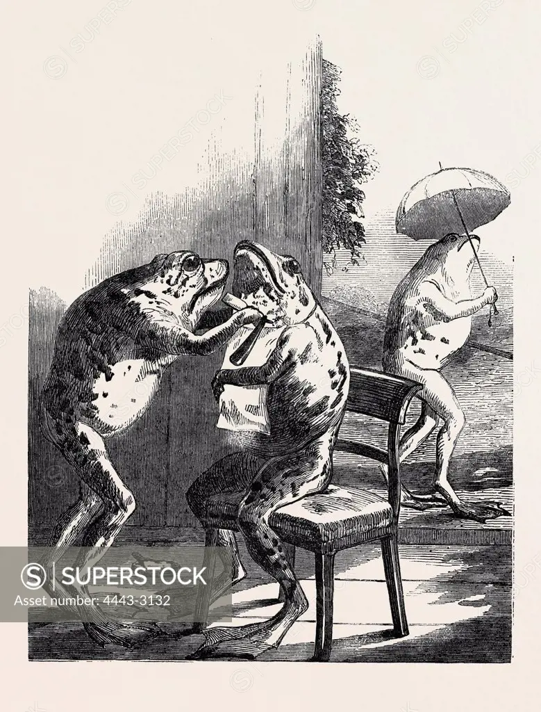 STUFFED FROGS, FROM WIRTEMBURG, FROM A DAGUERREOTYPE BY CLAUDET