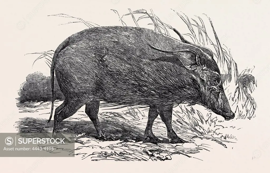 CHOIROPOTAMUS, OR RED HOG OF THE CAMEROONS, IN THE GARDENS OF THE ZOOLOGICAL SOCIETY, REGENT'S PARK, LONDON