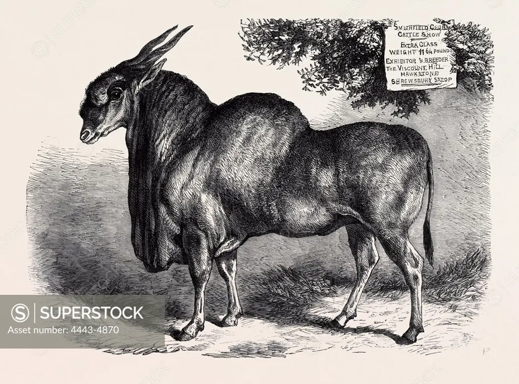 THE ELAND AT THE SMITHFIELD CLUB CATTLE SHOW, 1867