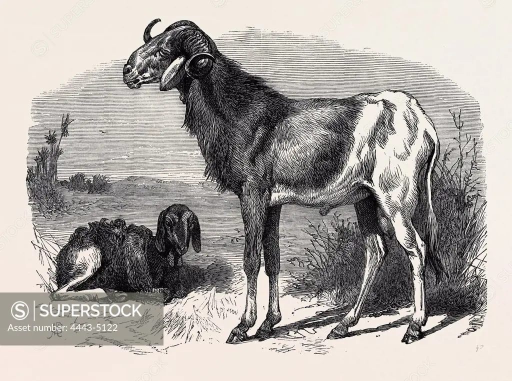 LONG-EARED AFRICAN SHEEP IN THE ZOOLOGICAL SOCIETY'S GARDENS, REGENT'S PARK, 1866