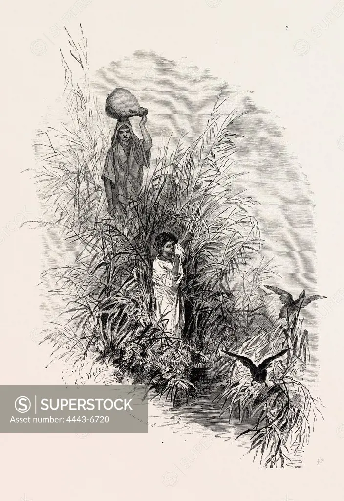 AMONG THE REEDS BY THE RIVER.  Egypt, engraving 1879