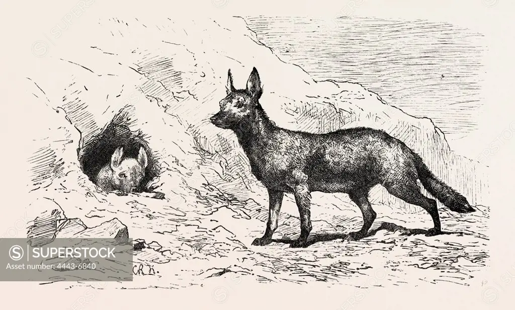 EGYPTIAN WOLF, DEEB. Egypt, engraving 1879