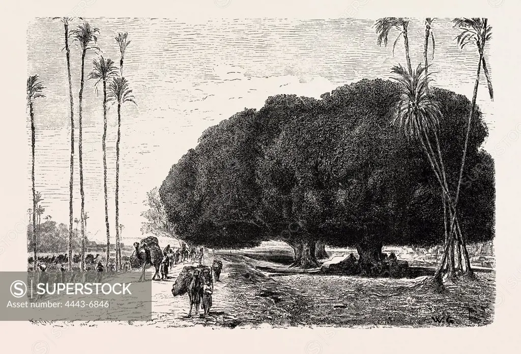 PALM AND SYCAMORE, THINNEST AND THICKEST OF THE TREES OF THE NILE VALLEY. Egypt, engraving 1879