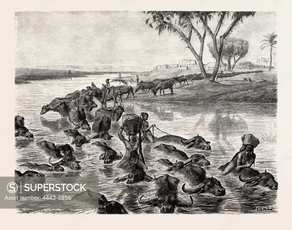 BUFFALOES WATERED IN THE NILE. Egypt, engraving 1879