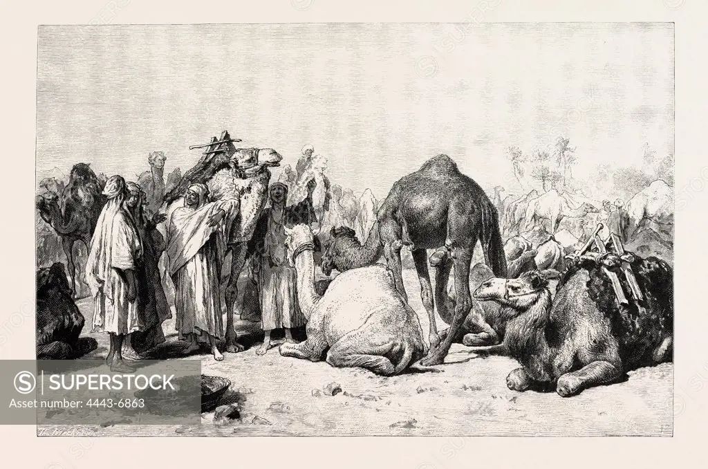 CAMEL MARKET. Egypt, engraving 1879