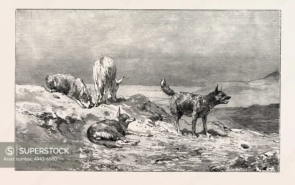 VILLAGE DOGS. Egypt, engraving 1879