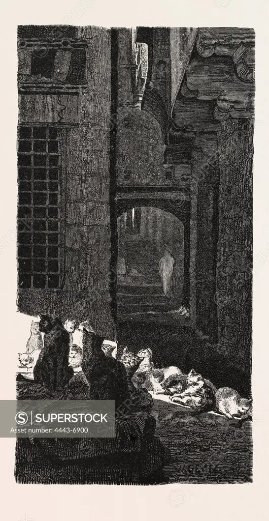 A CONGRESS OF CATS IN THE SUN. Egypt, engraving 1879