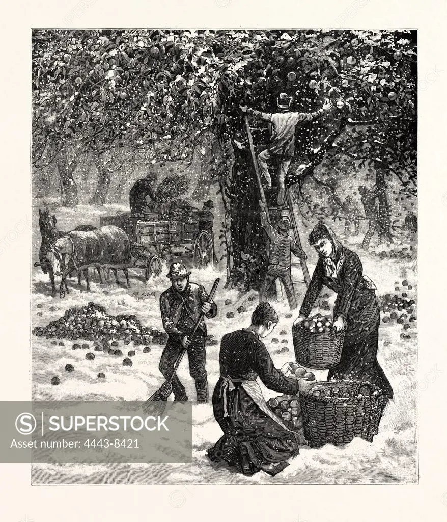 THE GREAT OCTOBER STORM, FARMERS HASTILY GATHERING THEIR APPLES IN THE FACE OF THE SNOW-STORM IN WESTERN NEW YORK, OCTOBER 19TH