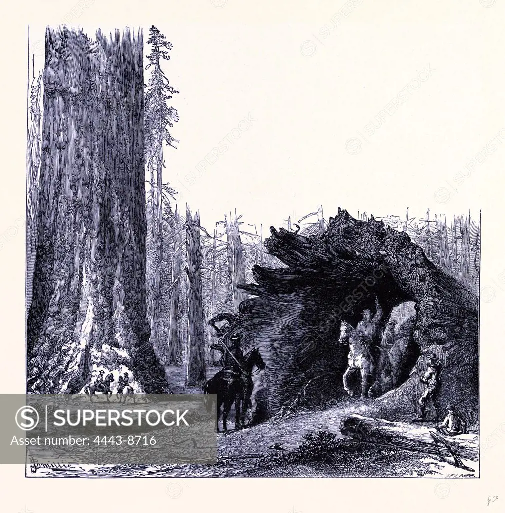The fallen Sequoia tree, United States of America