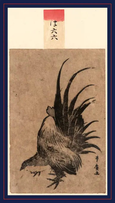 Niwatori, Chicken., Utagawa, Toyohiro, 1773-1829, artist, [between 1804 and 1818, 1 print : woodcut, color ; 17.2 x 11.4 cm.