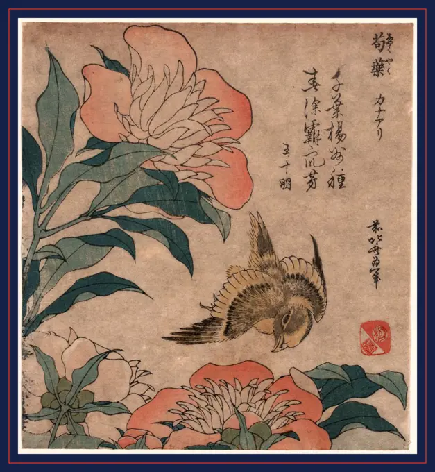 Shakuyaku kana ari, Peony and canary., Katsushika, Hokusai, 1760-1849, artist, 1833 or 1834, 1 print : woodcut, color ; 19.2 x 17.4 cm.