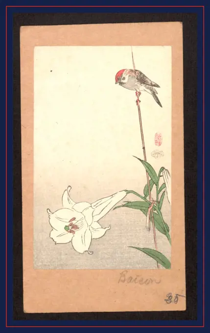 Yuri ni shokin, Small bird on lily plant., Baison, active 1890-1893, artist, between 1890 and 1920, 1 print : woodcut, color ; 13.8 x 8.5 cm., Print shows a small red-capped bird perched on a bamboo stake supporting a lily plant.